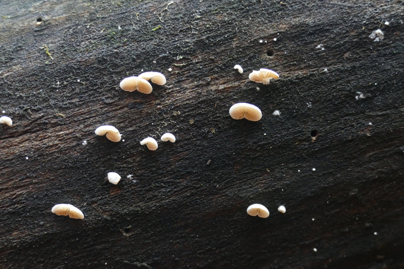 Crepidotus sp.