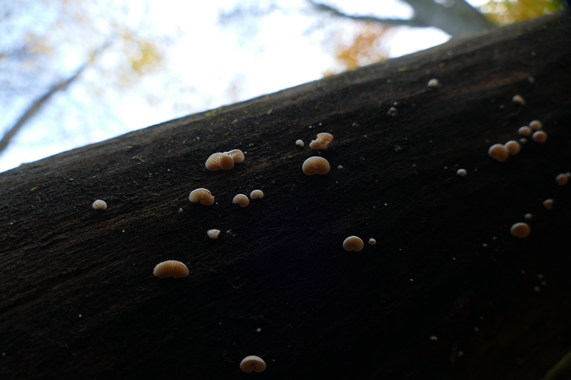 Crepidotus sp.