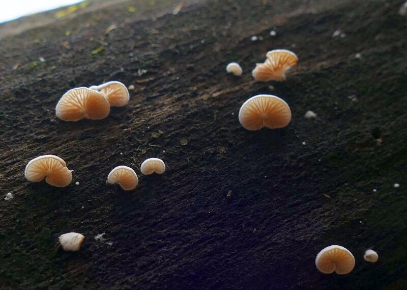 Crepidotus sp.