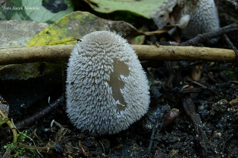 Coprinopsis