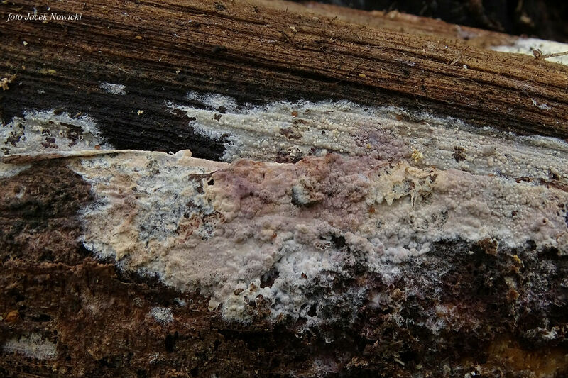 Hyphoderma ros