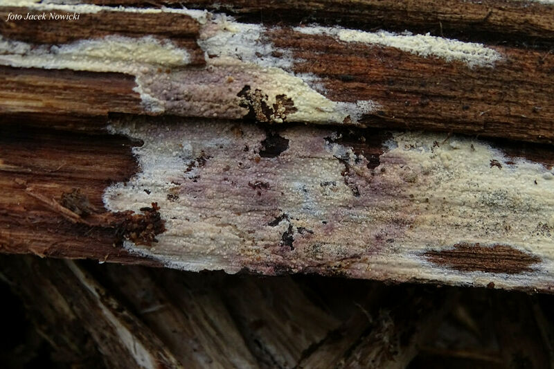 Hyphoderma ros