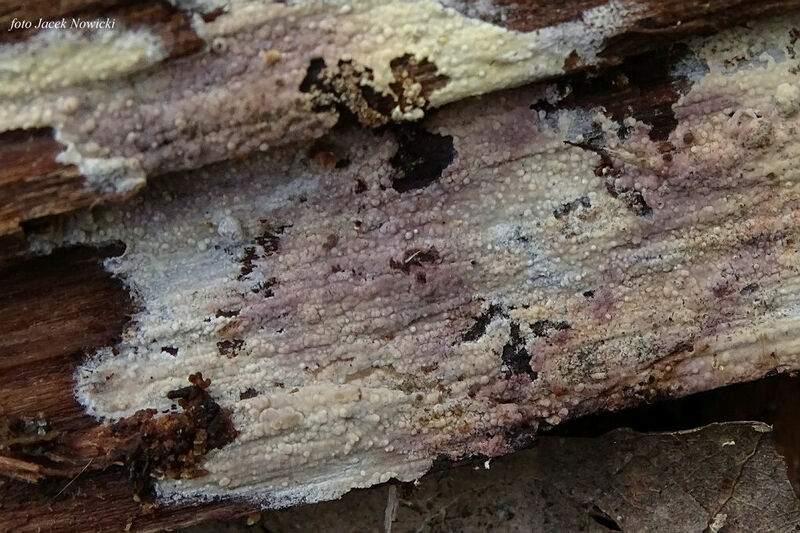 Hyphoderma ros