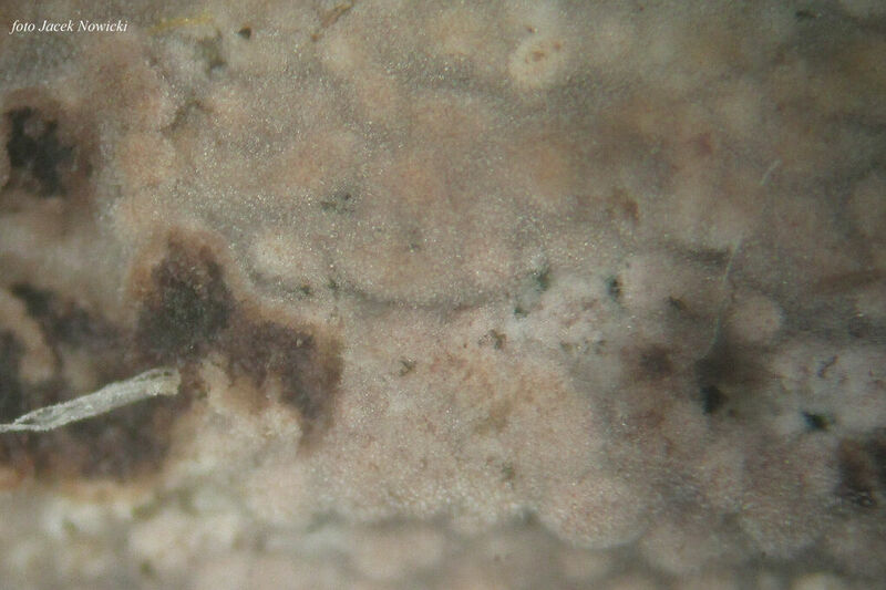 Hyphoderma ros