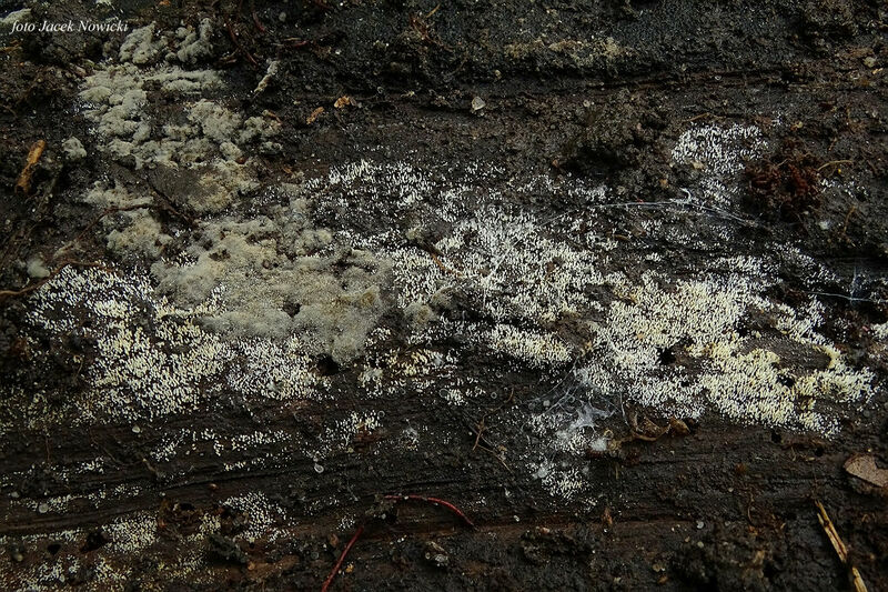 Mucronella bm