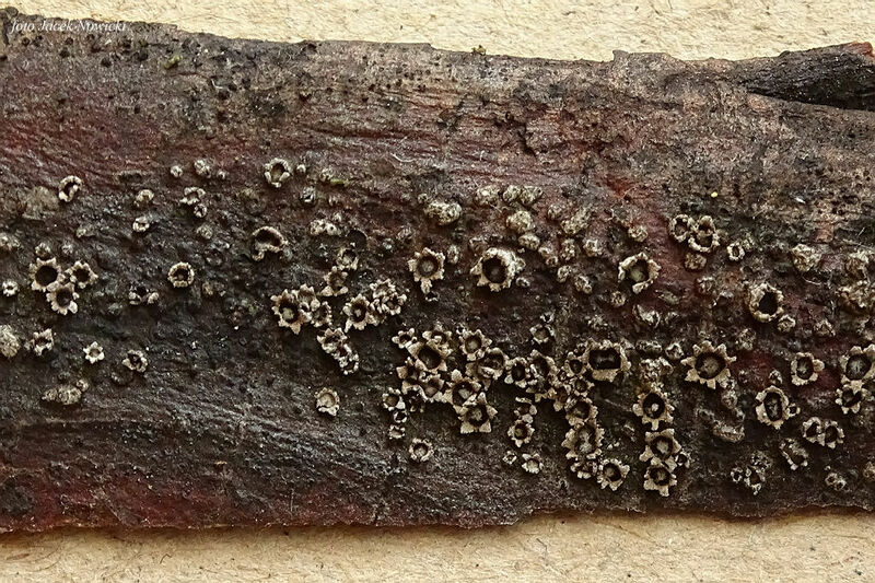 Stictis stellata