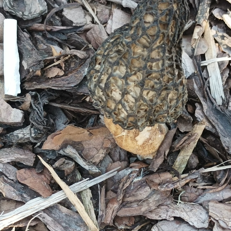 Morchella sp.