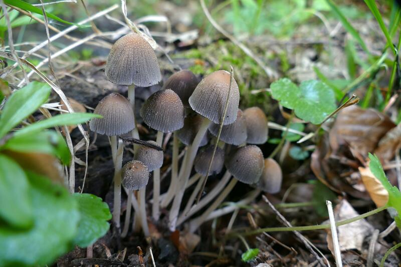 Coprinellus?