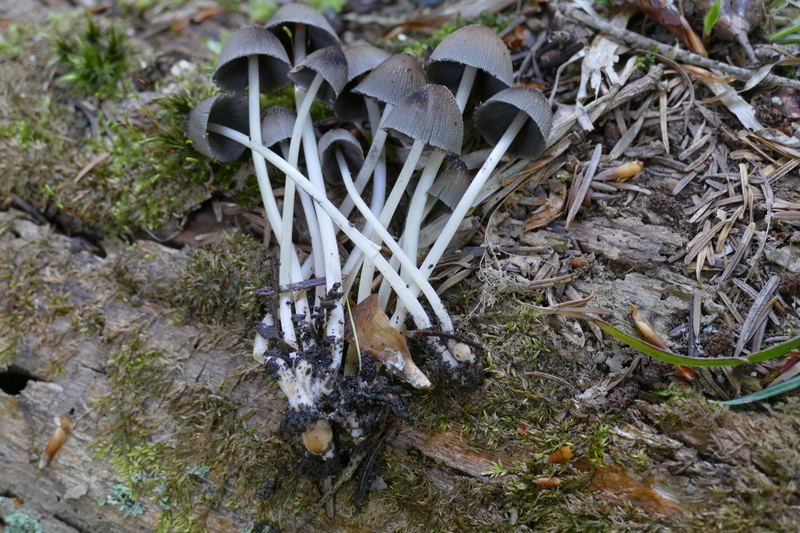 Coprinellus?