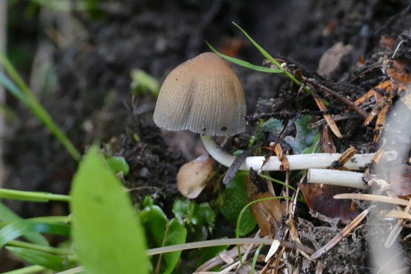 Coprinellus?