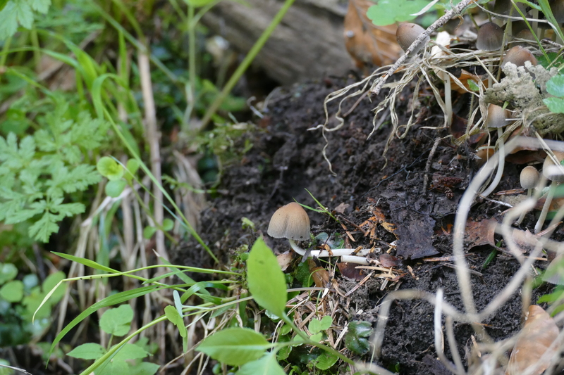 Coprinellus?