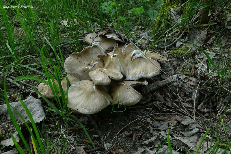 kruchaweczka