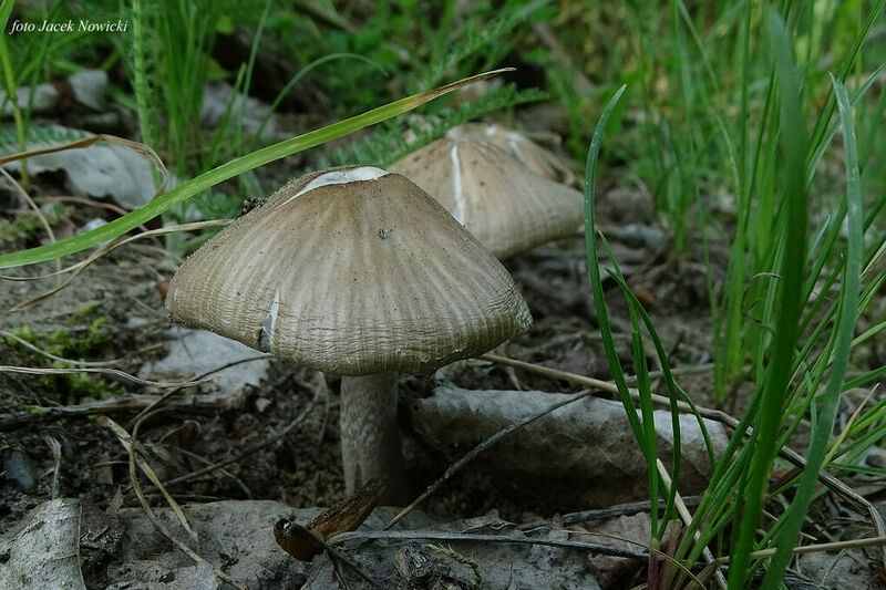 kruchaweczka