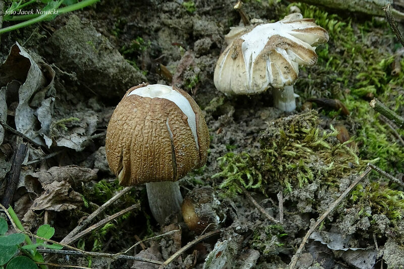 kruchaweczka