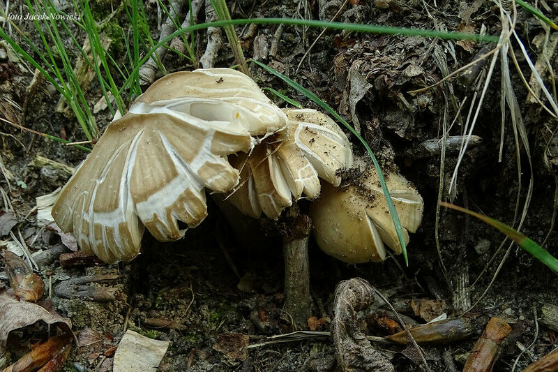 kruchaweczka