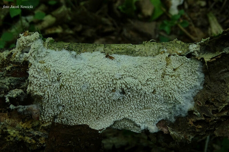 Hyphodontia