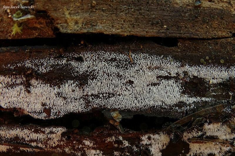 Mucronella bm