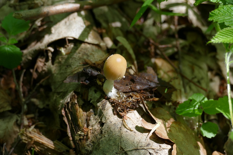 Coprinus sp.