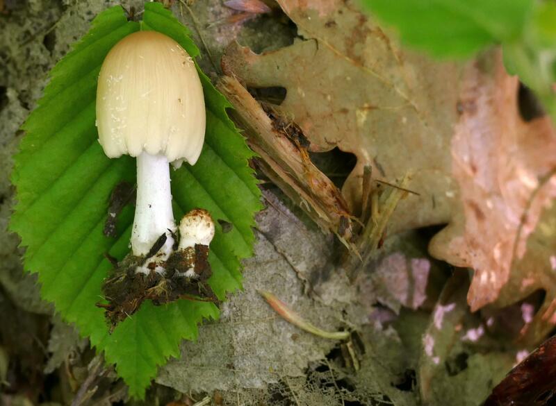 Coprinus sp.