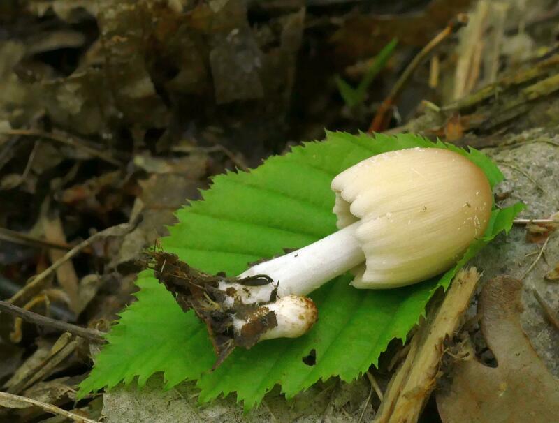 Coprinus sp.