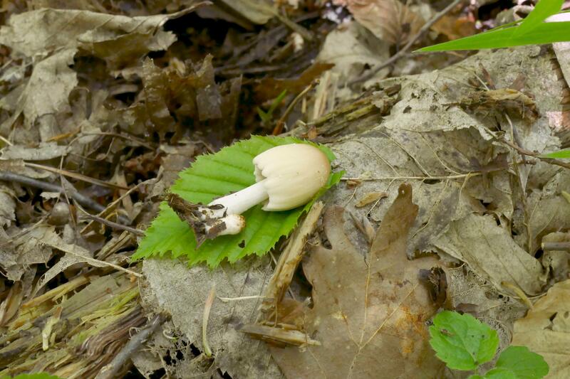 Coprinus sp.