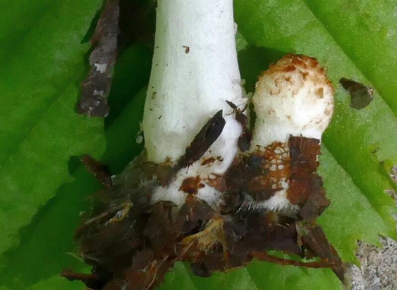 Coprinus sp.