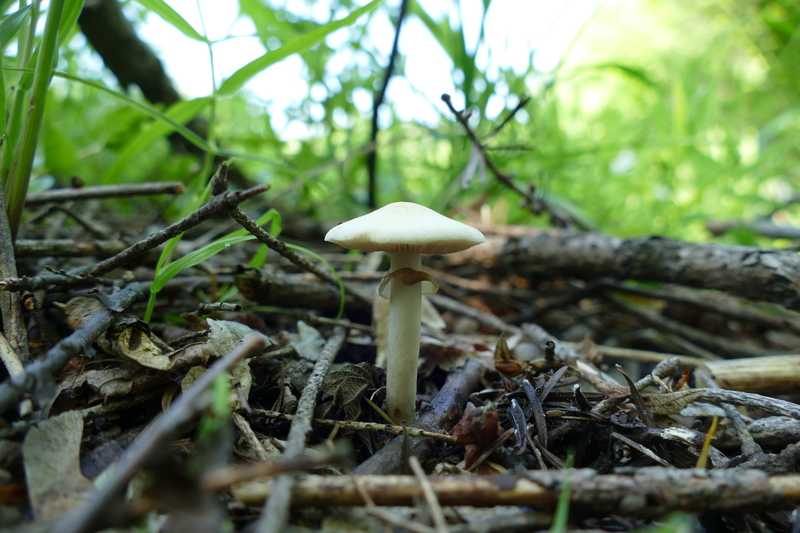 Agrocybe sp.