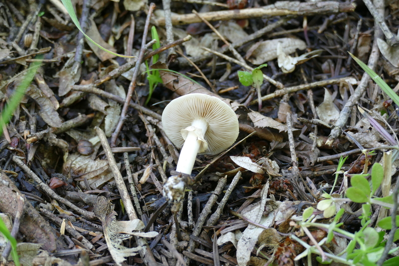 Agrocybe sp.