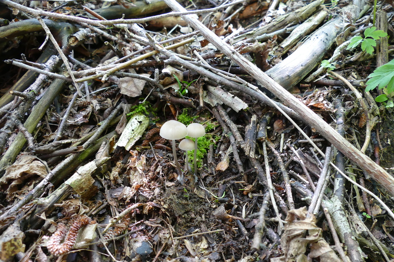 Mycena abramsii?