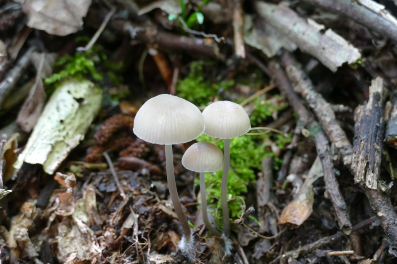 Mycena abramsii?