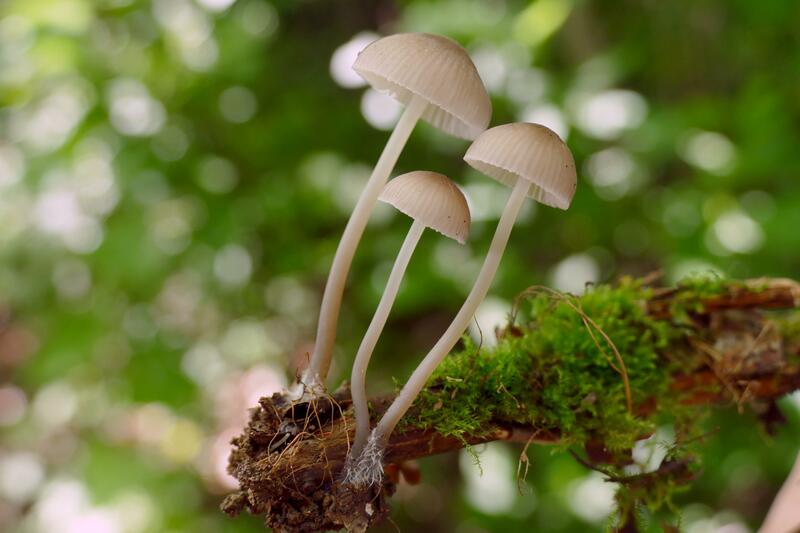 Mycena abramsii?