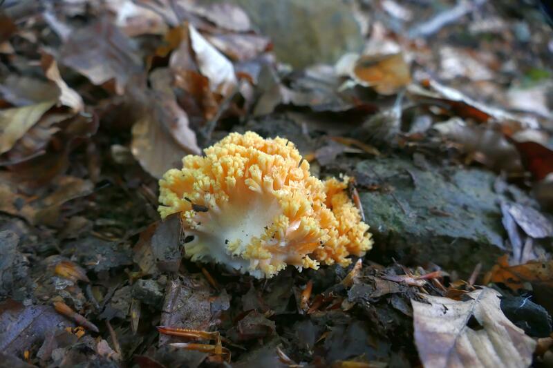 Ramaria formosa?