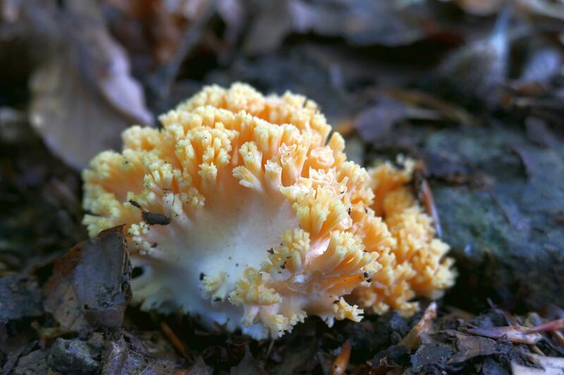 Ramaria formosa?