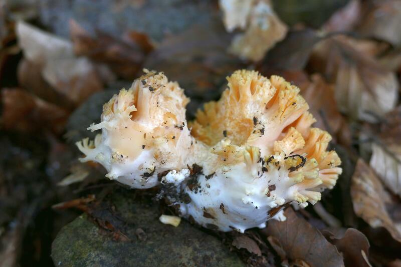 Ramaria formosa?