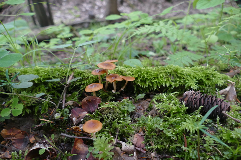 Conocybe rugosa?