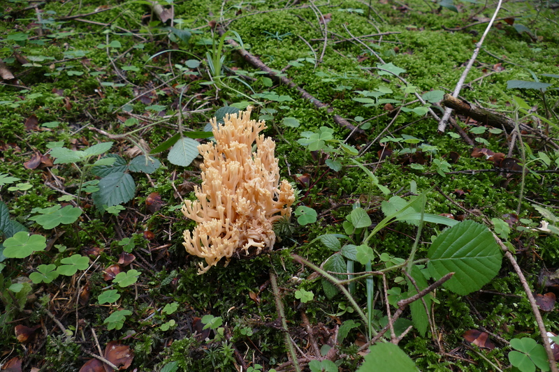 Ramaria lutea?