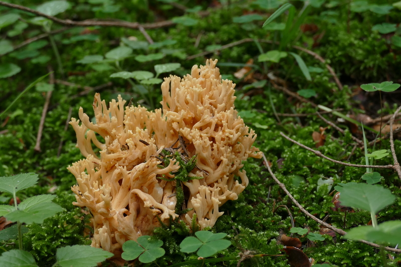 Ramaria lutea?