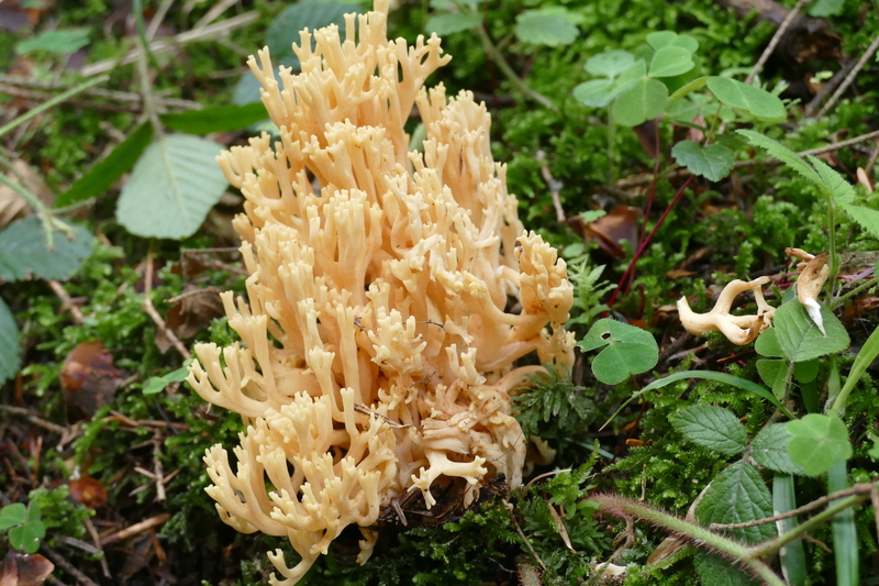 Ramaria lutea?