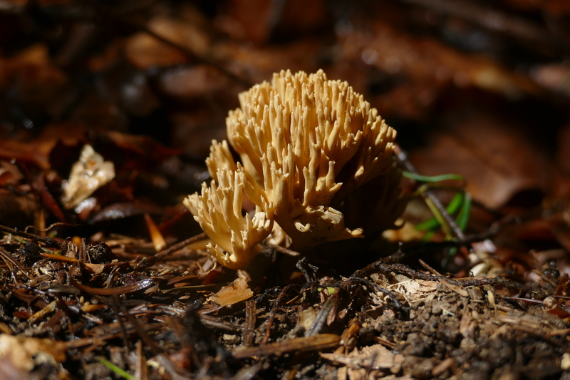 karmelowa Ramaria