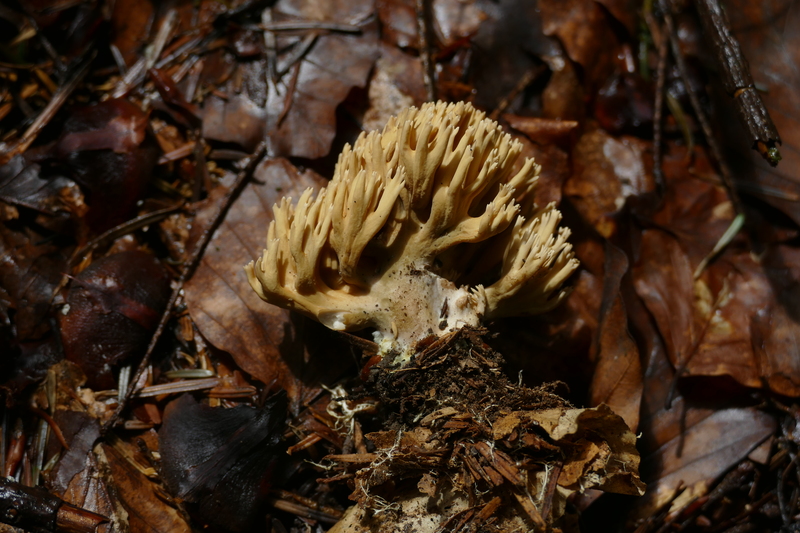 karmelowa Ramaria