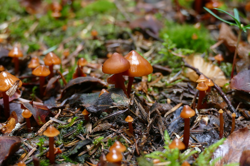 Phaeocollybia jennyae?