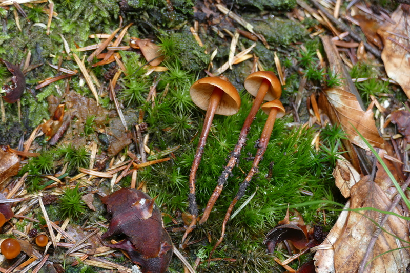 Phaeocollybia jennyae?