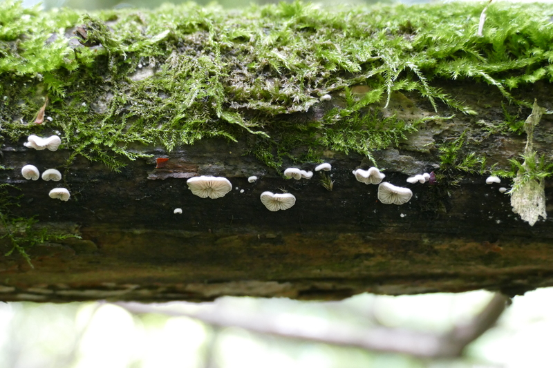 Crepidotus subverrucisporus?