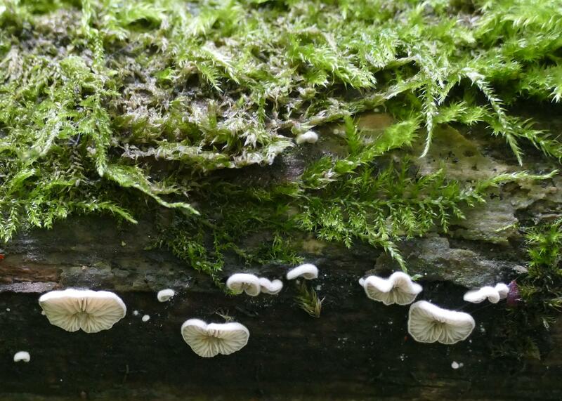 Crepidotus subverrucisporus?