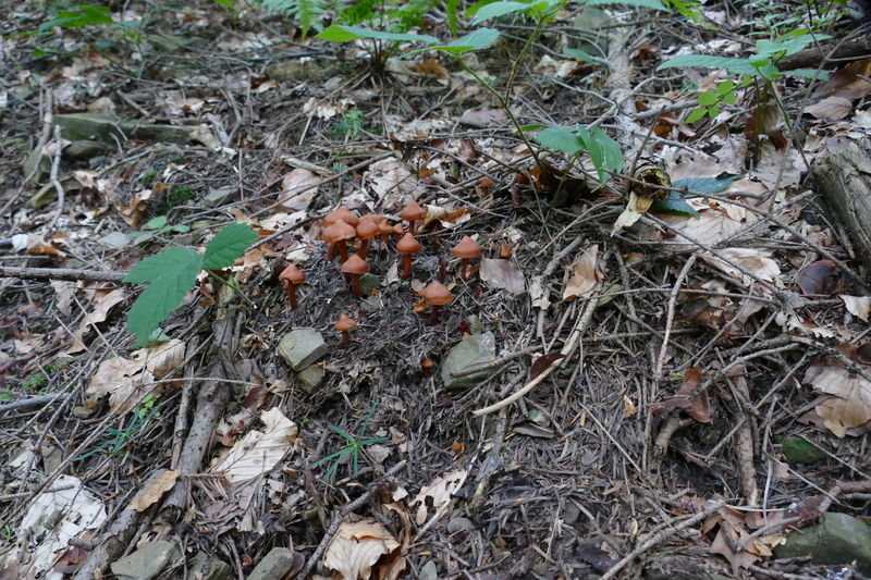 Phaeocollybia jennyae?