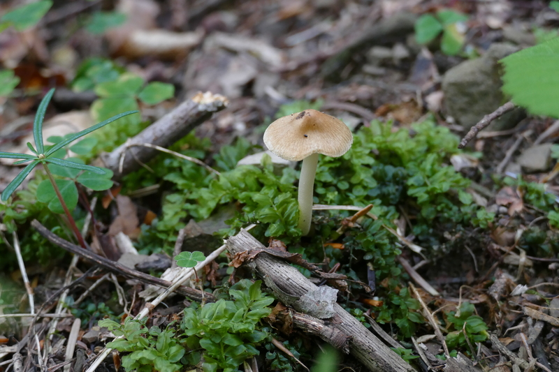 Inocybe sp.