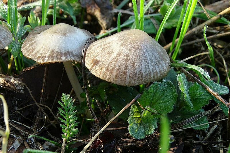 kruchaweczka