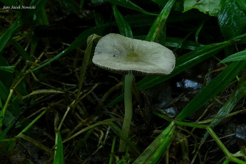 kruchaweczka