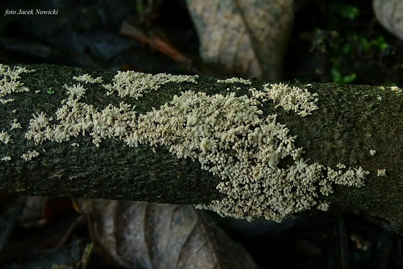 Nodulisporium