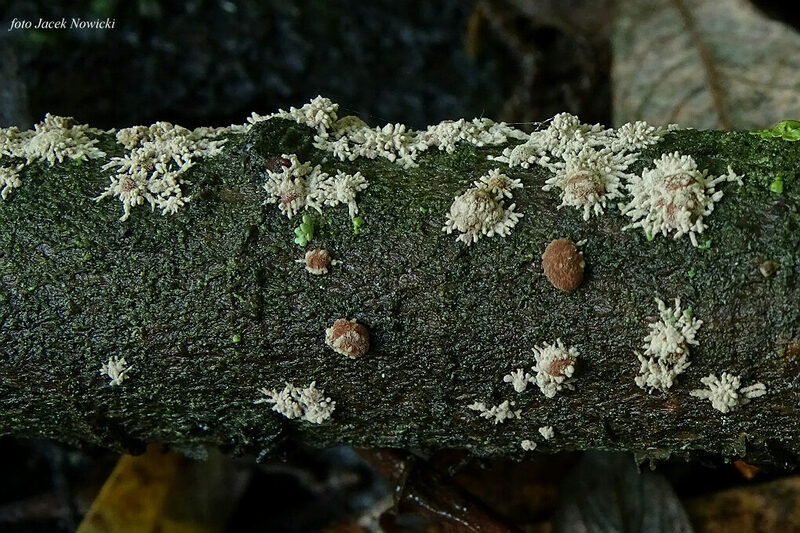 Nodulisporium